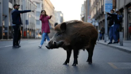 Cinghiale nel centro di Iglesias, nuova segnalazione in via Roma