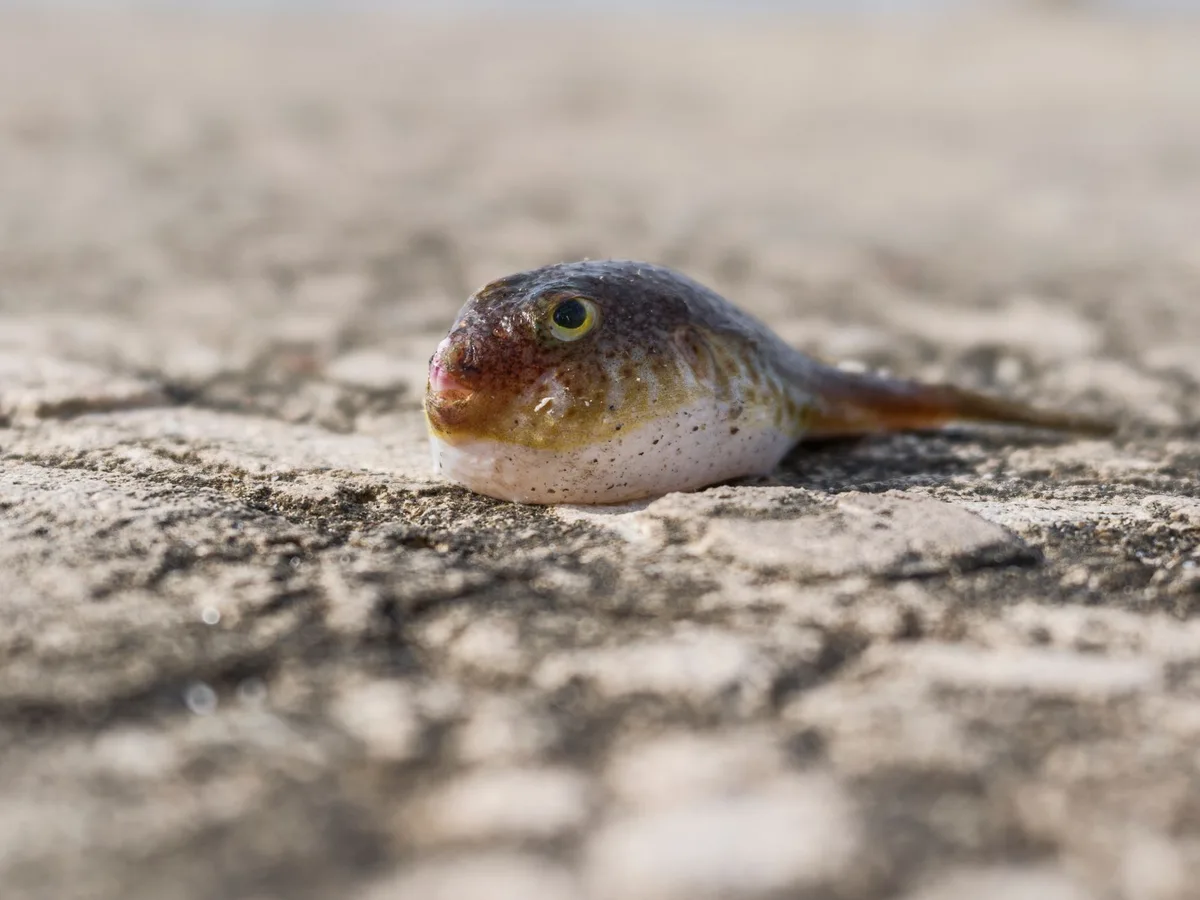 Carcassa di animale in avanzato stato di decomposizione in ambiente acquatico