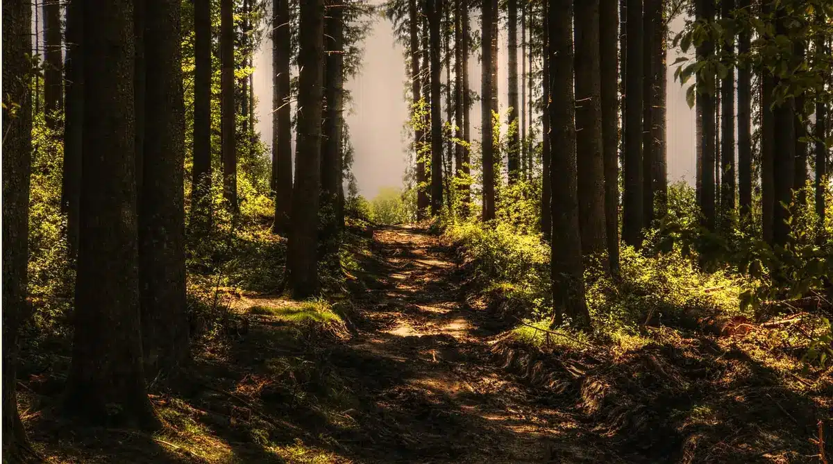 Persone che camminano su un sentiero rurale vicino alla costa