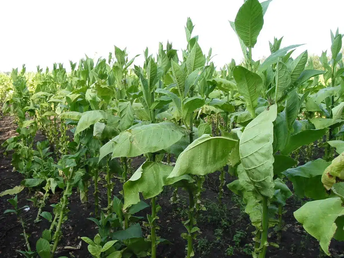 Esposizione di prodotti del tabacco in un negozio generico con scaffali non brandizzati