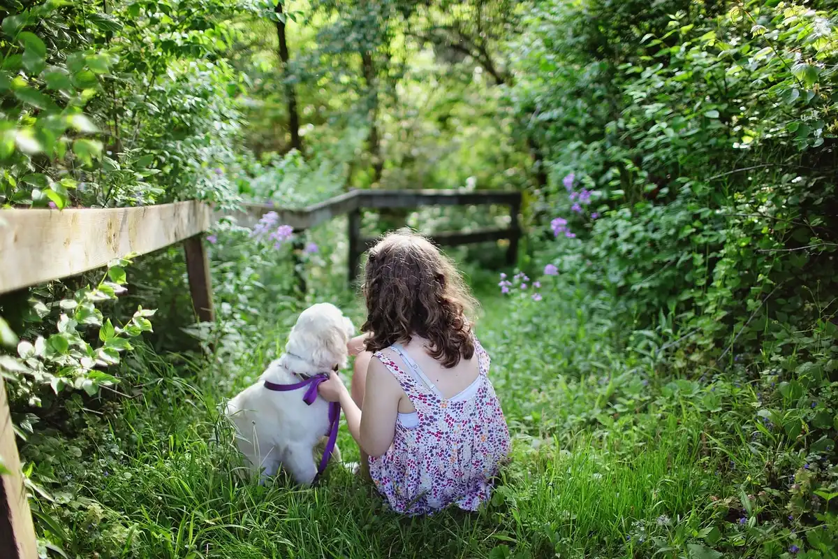 Recinzione rurale e silhouette di cane in controluce vicino a campi periurbani di sera