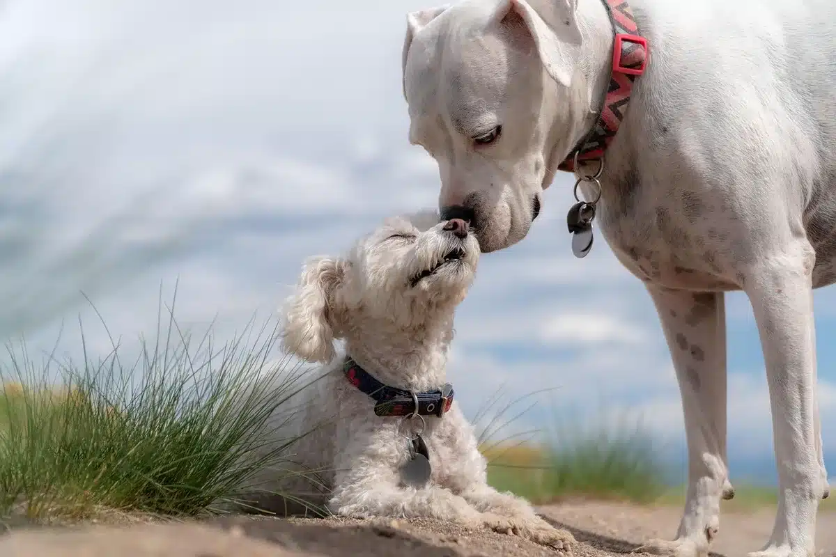 Mappa e cartoline con indicazioni di destinazioni pet friendly e simboli di cane