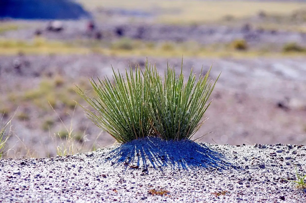 Strada stretta su un'isola con vegetazione e carreggiate ridotte